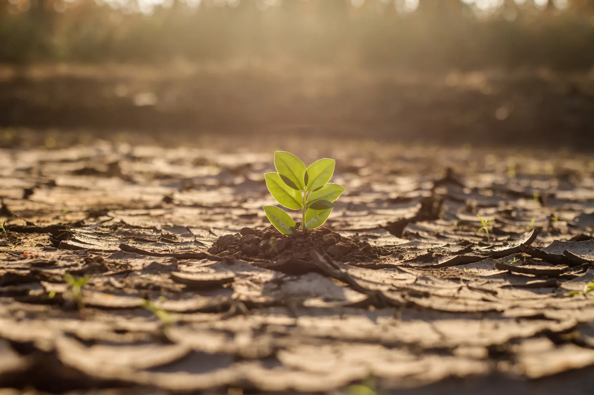 Arid-Climate Genetics