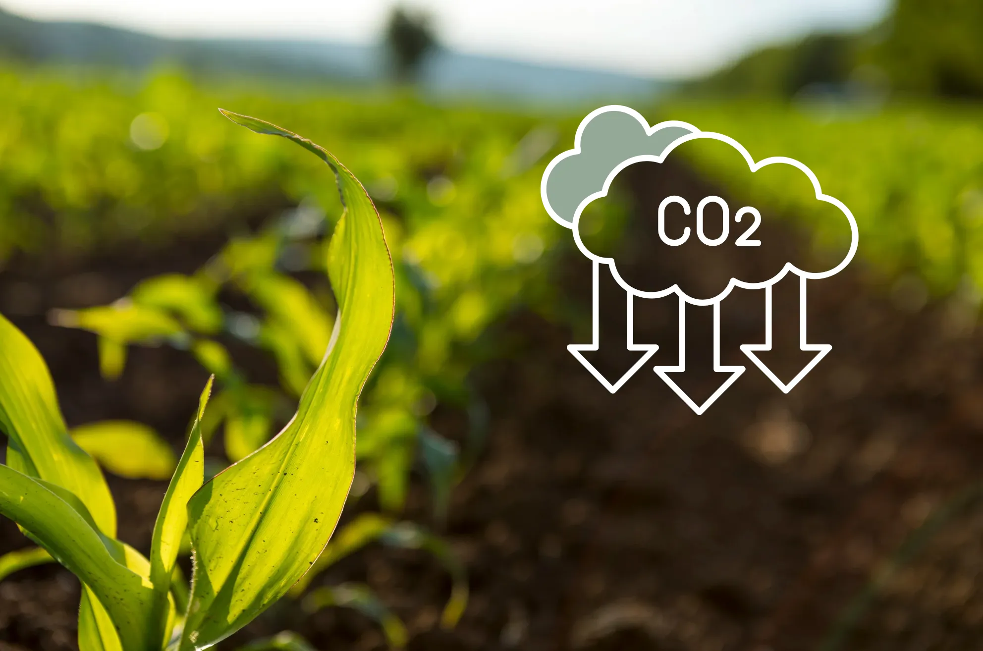Carbon Sequestration