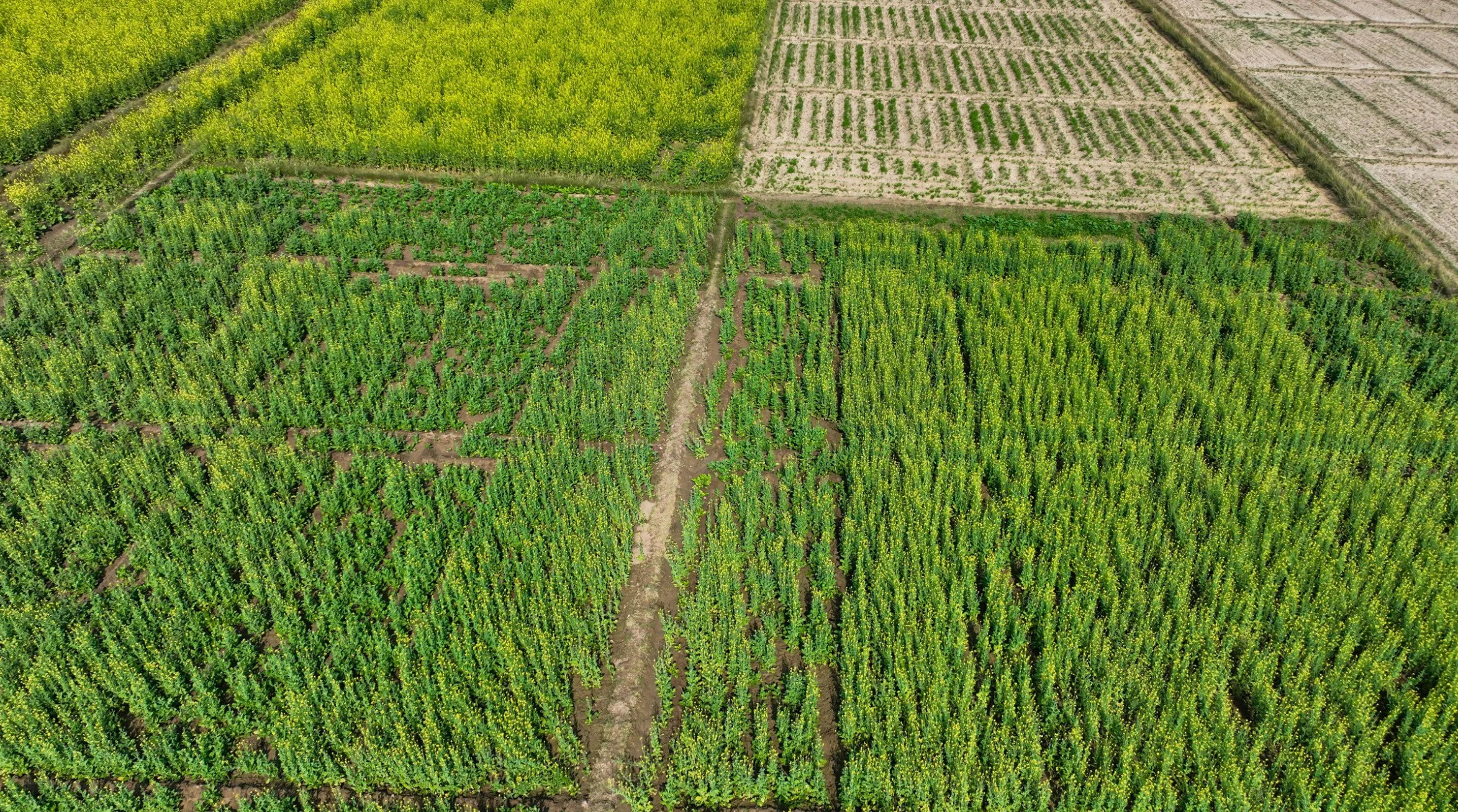 Rapid Biomass Growth