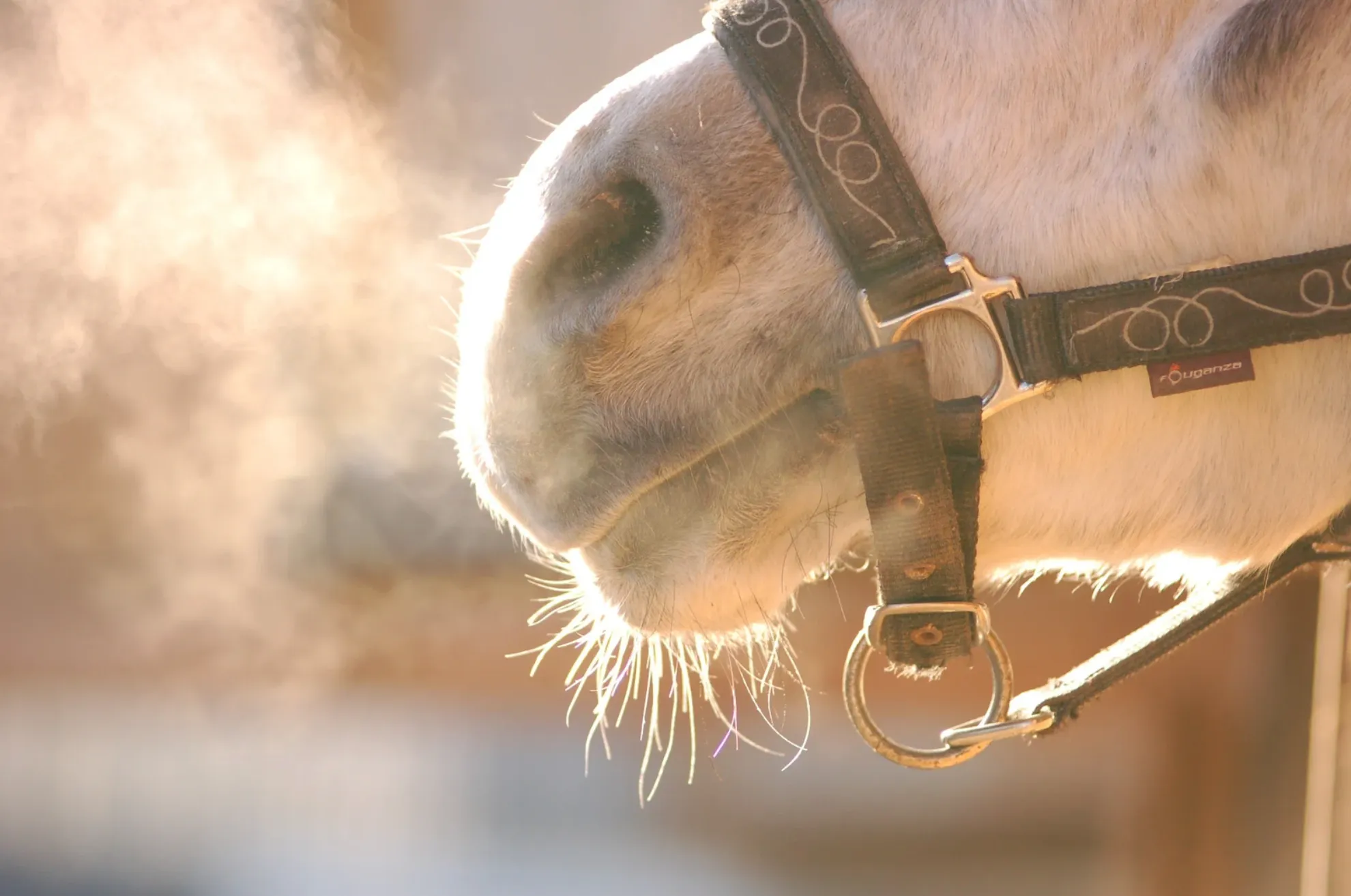 Respiratory Protection