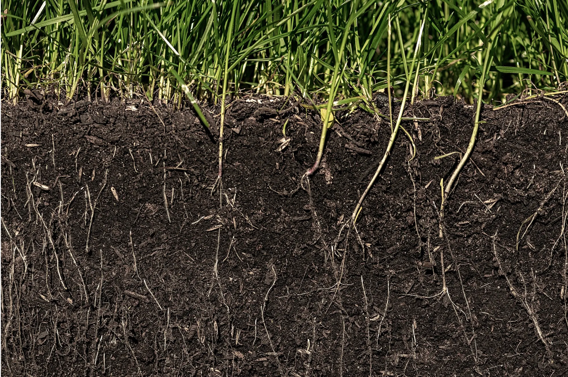 Soil Health Restoration