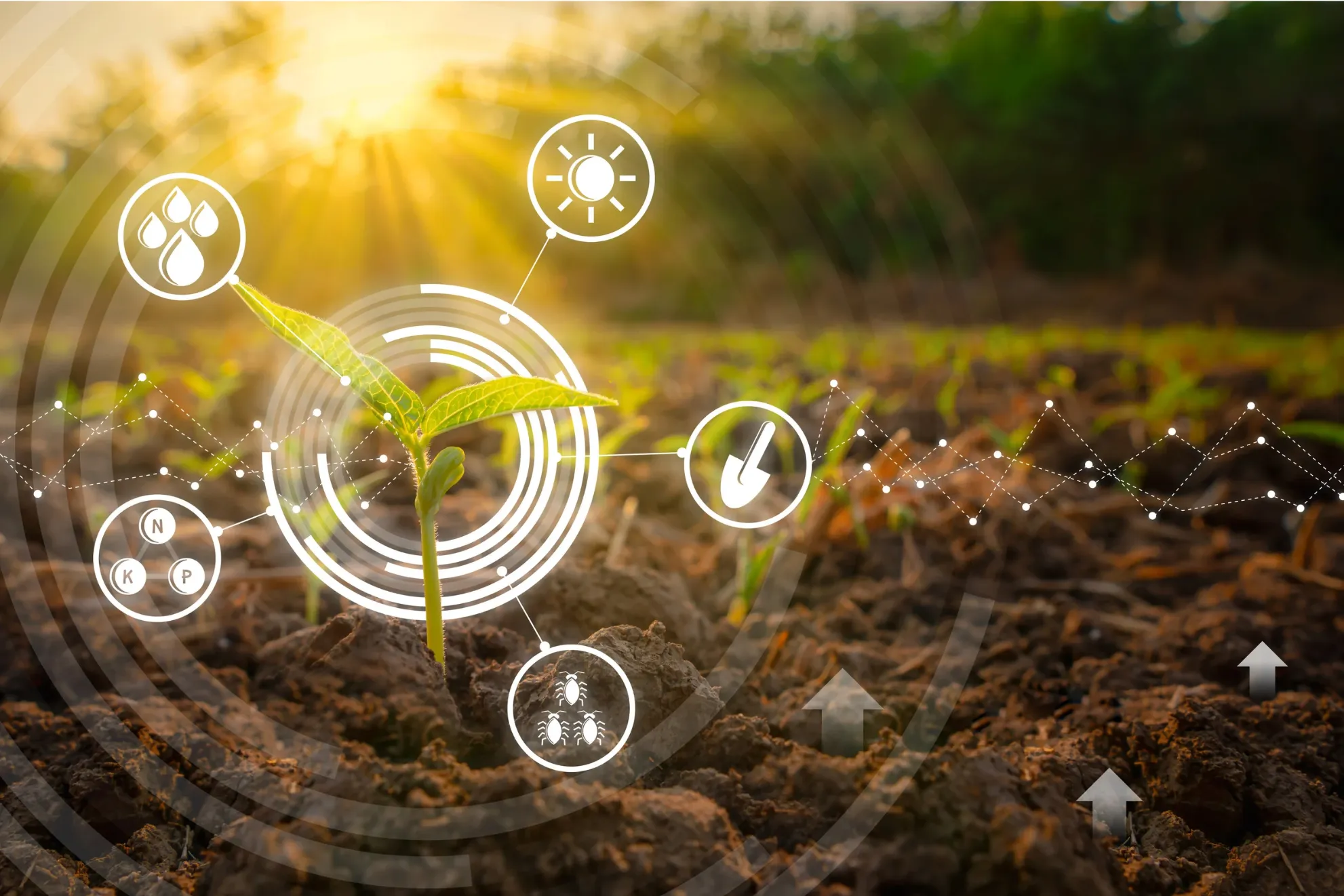 Soil Phytoremediation